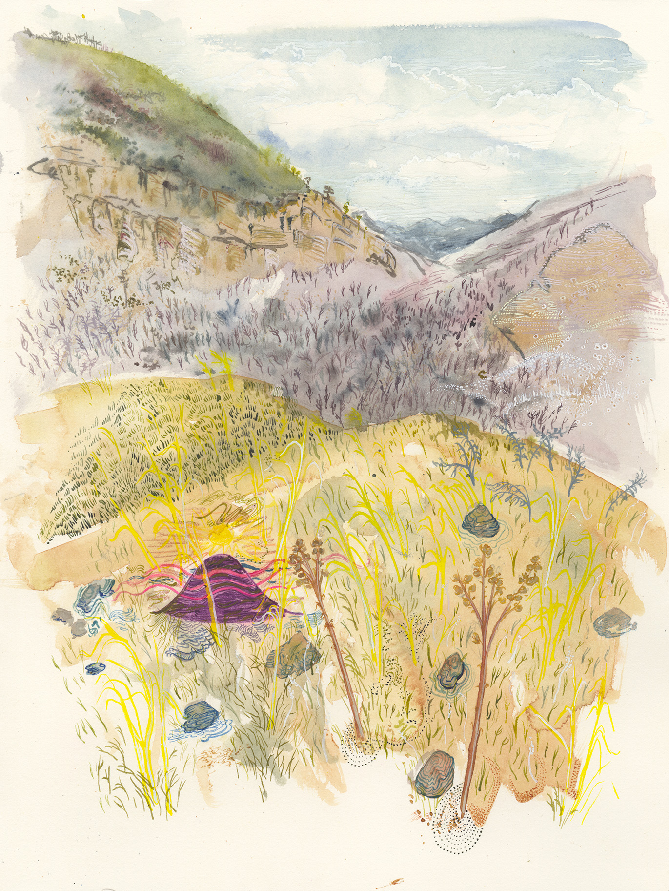 Field Work Field Guide Illustrations Claire Taylor